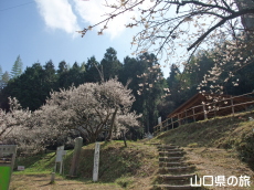 余田臥龍梅