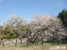 余田臥龍梅