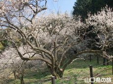 余田臥龍梅