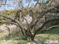 余田臥龍梅