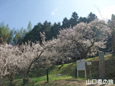 余田臥龍梅