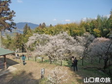 余田臥龍梅