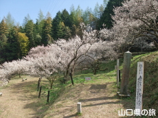 余田臥龍梅