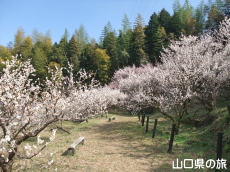 余田臥龍梅
