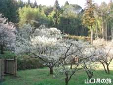 余田臥龍梅