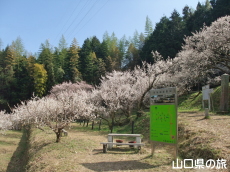 余田臥龍梅