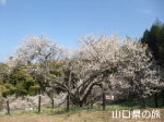 余田臥龍梅