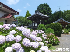 向徳寺のあじさい