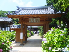 向徳寺のあじさい