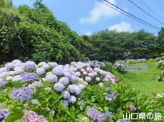 向徳寺のあじさい