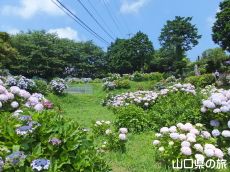 向徳寺のあじさい