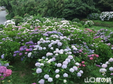 向徳寺のあじさい