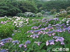 向徳寺のあじさい