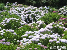 向徳寺のあじさい