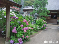 向徳寺のあじさい