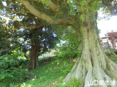 椎ノ木巨樹群