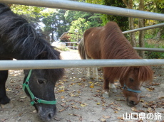 はちすミニ牧場